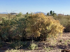 Atriplex canescens