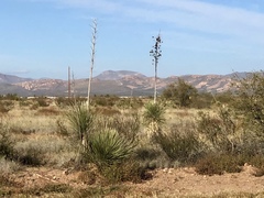 Yucca elata