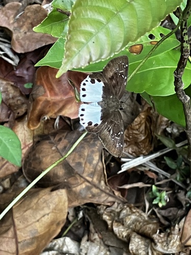 Photo of Water Snow Flat (Tagiades litigiosa)