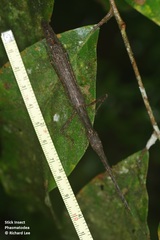 Asceles tanarata singapura