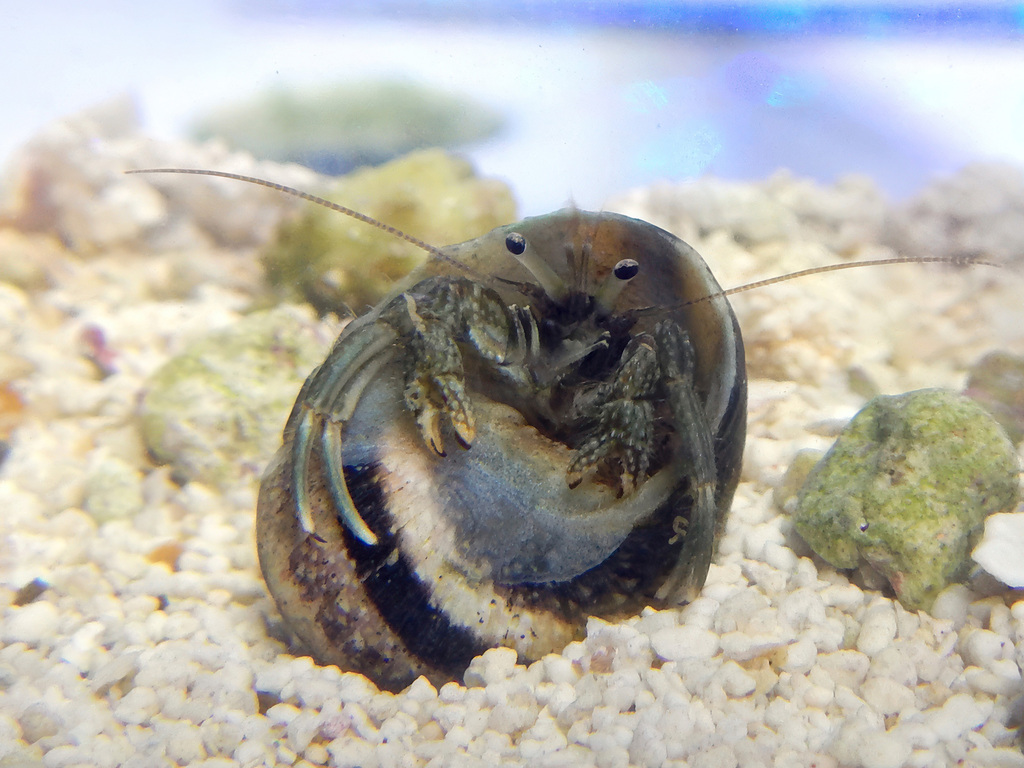 Clibanarius antennatus