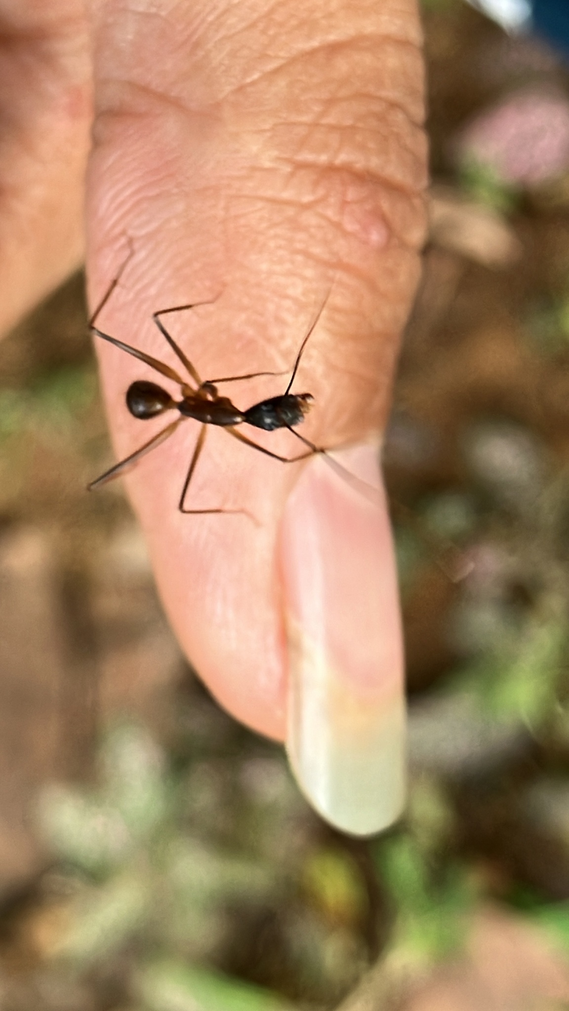 Camponotus simoni