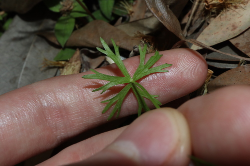Image of Ranunculus inundatus by (c) Thomas Mesaglio, some rights reserved (CC BY)