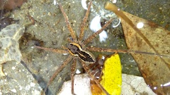 Dolomedes dondalei