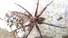 Dolomedes dondalei