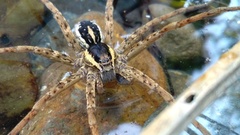 Dolomedes dondalei