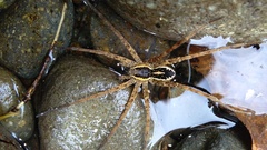 Dolomedes dondalei