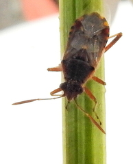 Liorhyssus