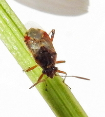 Liorhyssus