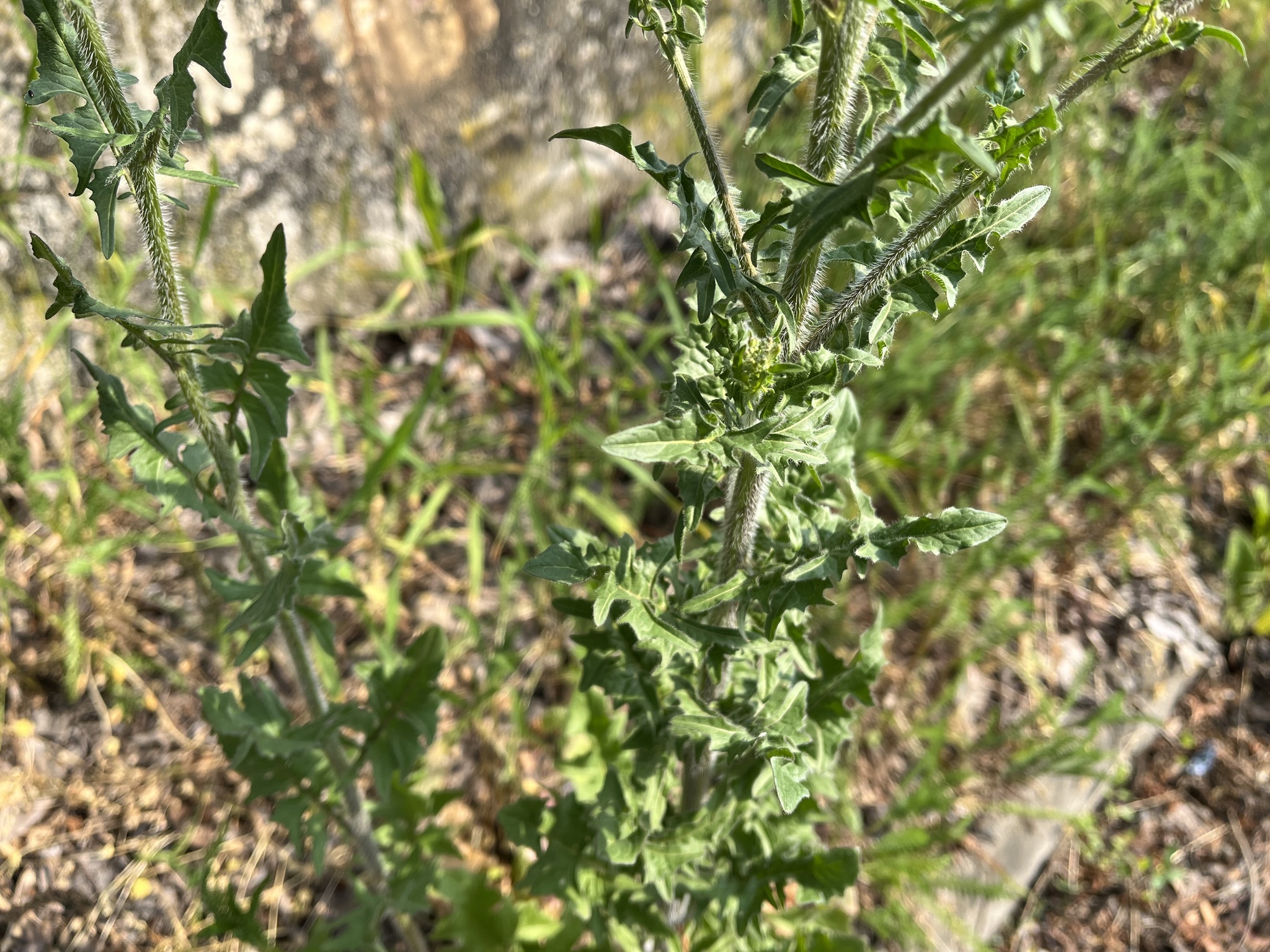 lösel-rauke, small tumbleweed mustard