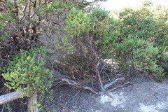 Arctostaphylos rudis