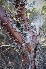 Arctostaphylos rudis