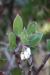 Arctostaphylos rudis
