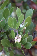 Arctostaphylos rudis