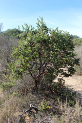 Arctostaphylos purissima
