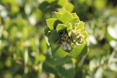 Arctostaphylos purissima