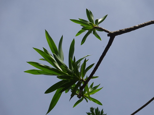 Dracaena mannii image