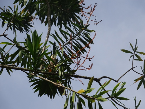 Dracaena perrottetii