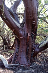 Arctostaphylos purissima