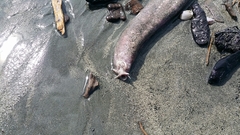 Eptatretus cirrhatus