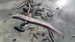 Eptatretus cirrhatus