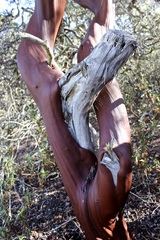 Arctostaphylos purissima