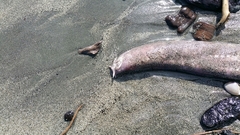 Eptatretus cirrhatus