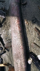 Eptatretus cirrhatus