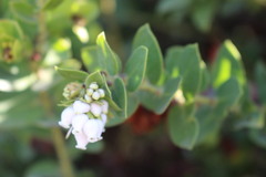 Arctostaphylos purissima