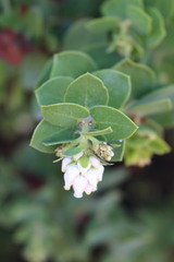 Arctostaphylos purissima