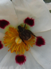 Hoplia
