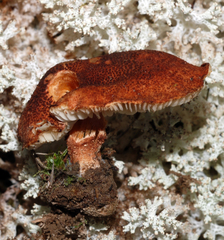 Cystodermella