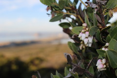 Arctostaphylos morroensis