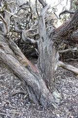 Arctostaphylos morroensis