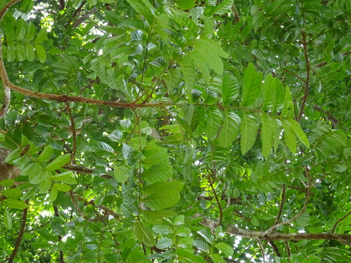 sapele