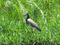 Vanellus crassirostris