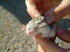 Chaetodipus