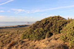 Arctostaphylos morroensis