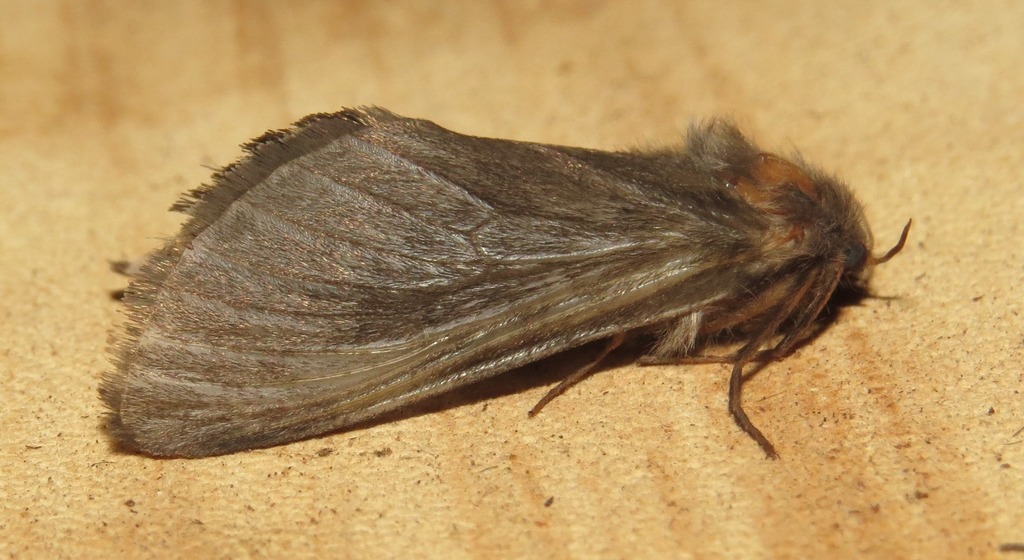 Gorgopis aurifuscata