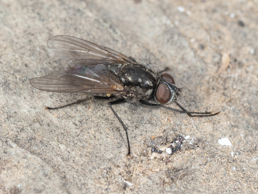 Zaphne divisa