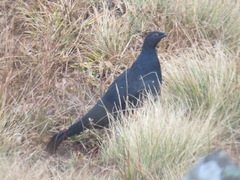 Lyrurus mlokosiewiczi