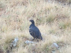 Lyrurus mlokosiewiczi