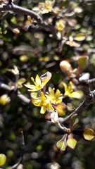 Corokia