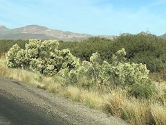 Baccharis sarothroides