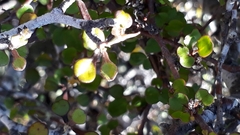 Corokia