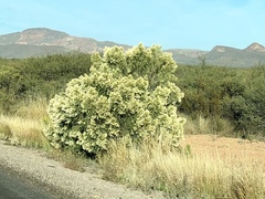 Baccharis sarothroides