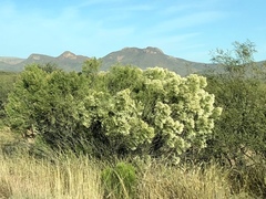 Baccharis sarothroides