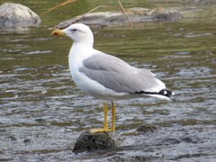 Armenian Gull photo 5