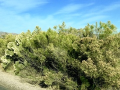 Baccharis sarothroides