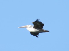 Pelecanus rufescens